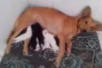 8 FILHOTES 