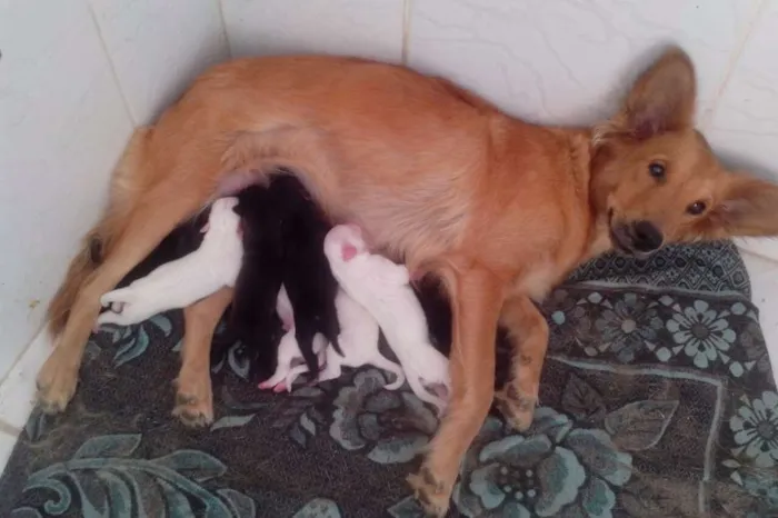 Cachorro ra a SRD idade Abaixo de 2 meses nome 8 FILHOTES 