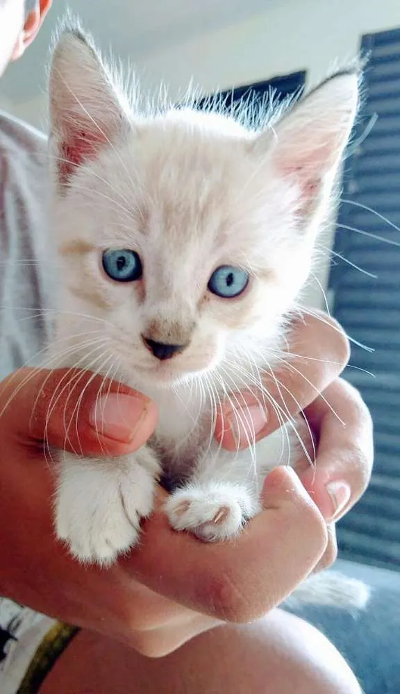 Gato ra a  idade Abaixo de 2 meses nome Sem nome ainda