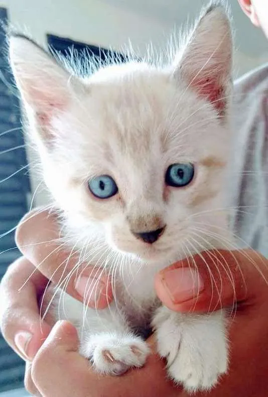 Gato ra a  idade Abaixo de 2 meses nome Sem nome ainda