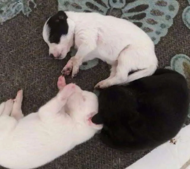 Cachorro ra a SRD idade Abaixo de 2 meses nome 8 FILHOTES 