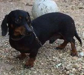 Cachorro raça Basset idade 4 anos nome Neguinho