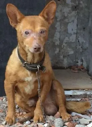 Cachorro raça Indefinido  idade 6 ou mais anos nome Chocolate 