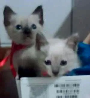 Gato ra a Siames claro idade Abaixo de 2 meses nome Sem nome