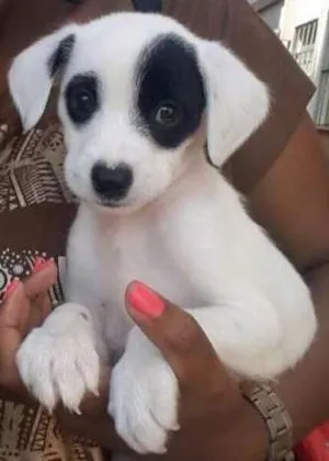 Cachorro raça  idade 7 a 11 meses nome Panda 