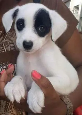 Cachorro ra a  idade 7 a 11 meses nome Panda 