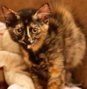 Gato raça SRD idade 2 a 6 meses nome Princesa