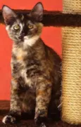 Machinho