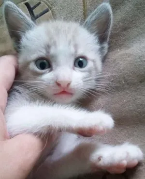 Gato raça  idade 2 a 6 meses nome Não possui nome aind