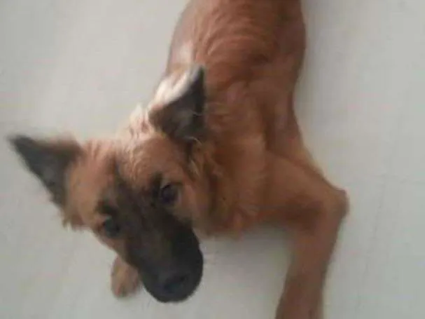 Cachorro ra a srd idade 7 a 11 meses nome Bela