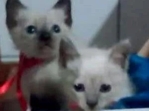 Gato ra a Siames claro idade Abaixo de 2 meses nome Sem nome
