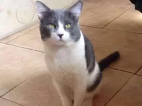 Gato ra a  idade 5 anos nome Thomas