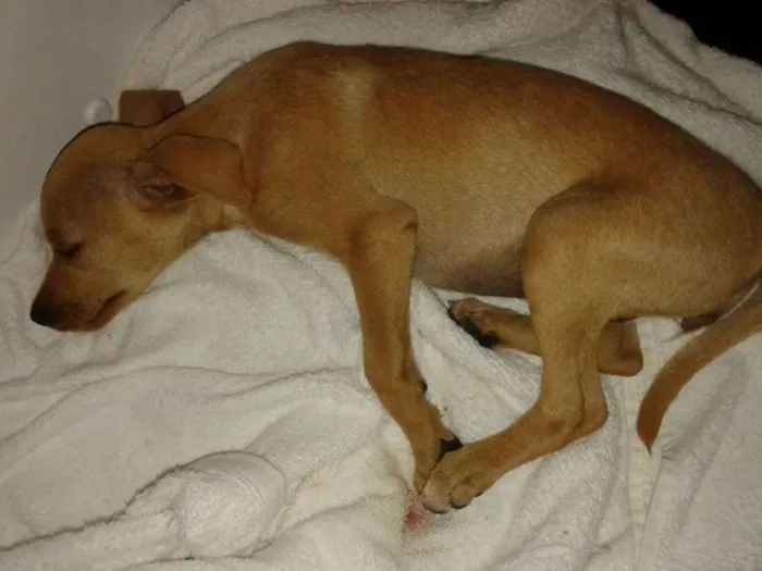 Cachorro ra a SRD idade 1 ano nome princesa