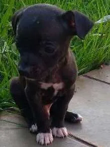 Cachorro raça Vira lata idade 2 a 6 meses nome Ainda não tem