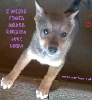 Cachorro raça Original idade 2 a 6 meses nome Princesa