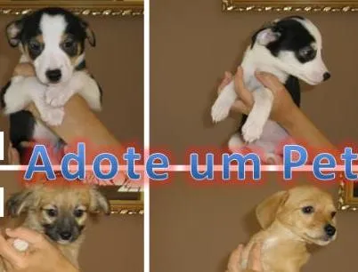 Cachorro raça SRD idade 2 a 6 meses nome Mel
