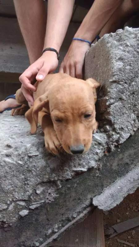 Cachorro raça Labrador idade 2 a 6 meses nome Vários
