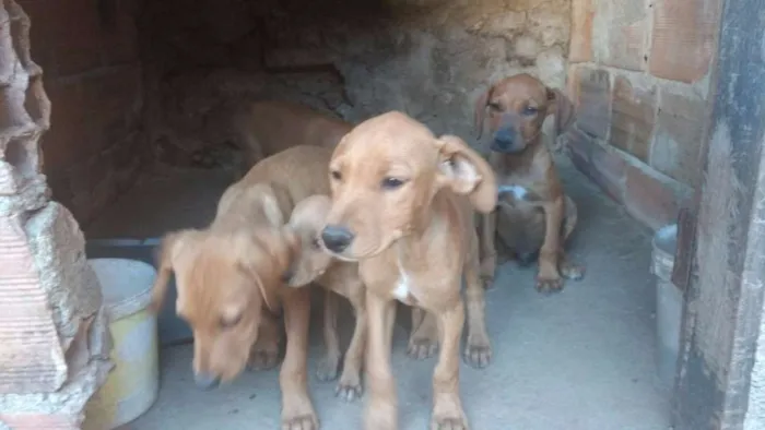 Cachorro raça Labrador idade 2 a 6 meses nome Vários