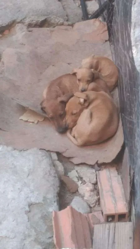 Cachorro raça Labrador idade 2 a 6 meses nome Vários