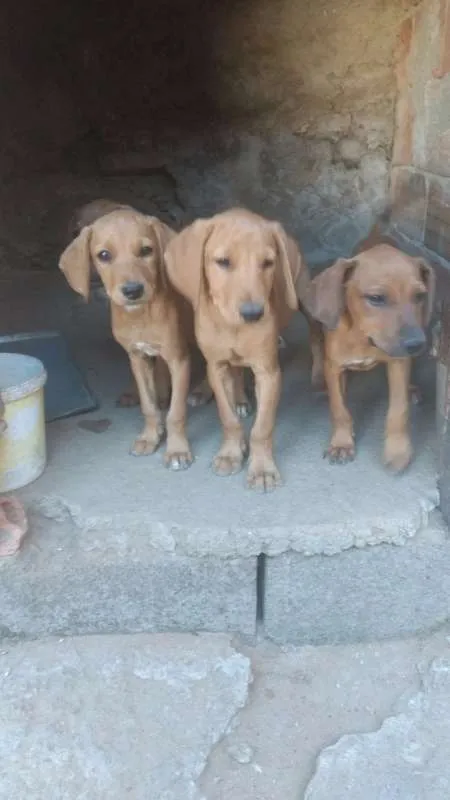 Cachorro raça Labrador idade 2 a 6 meses nome Vários