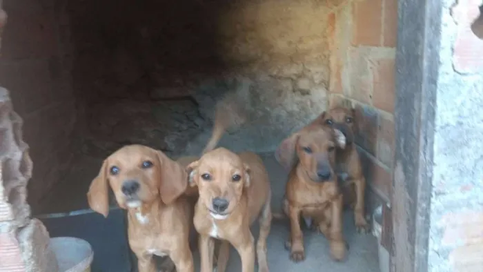 Cachorro raça Labrador idade 2 a 6 meses nome Vários