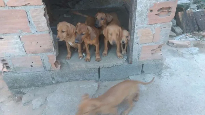 Cachorro raça Labrador idade 2 a 6 meses nome Vários
