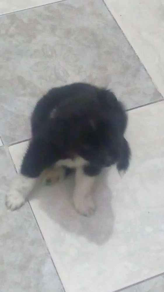 Cachorro ra a  idade Abaixo de 2 meses nome Ted