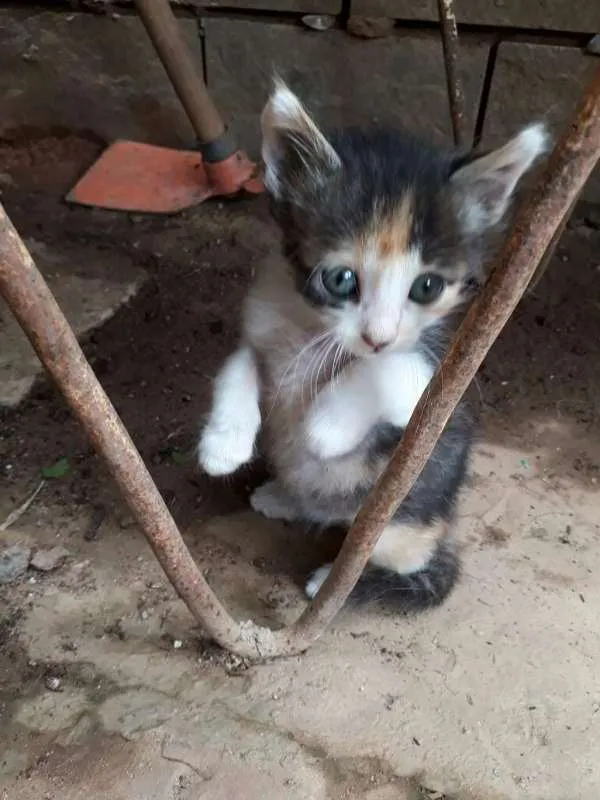 Gato ra a mestiço idade 2 a 6 meses nome Sem nome