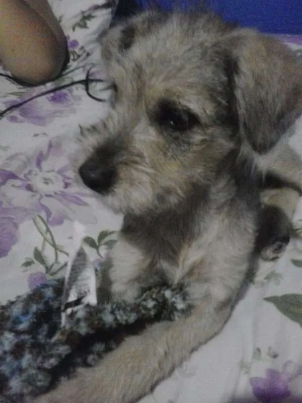 Cachorro ra a SRD idade 2 a 6 meses nome Peppe