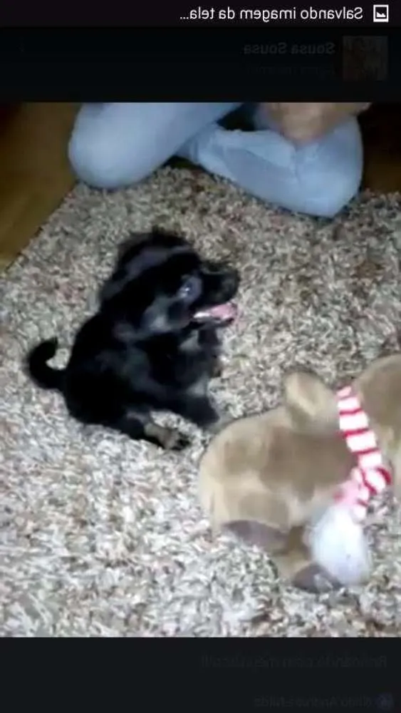 Cachorro raça Viralata  idade 2 a 6 meses nome Eron