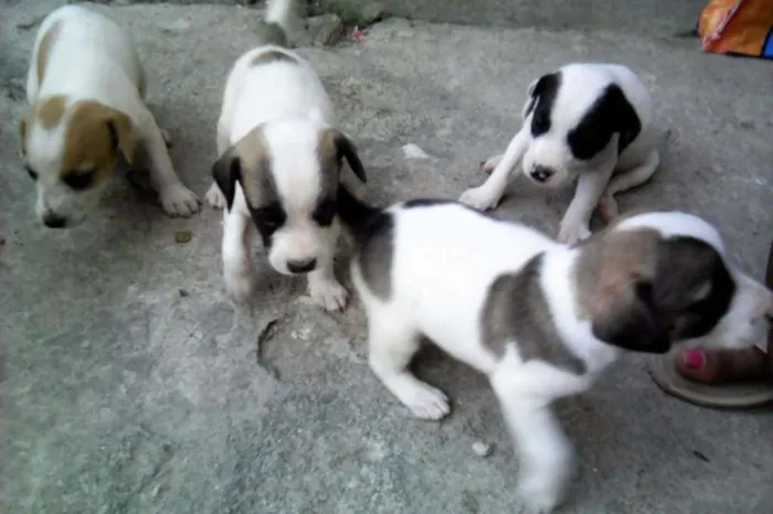 Cachorro ra a SRD idade Abaixo de 2 meses nome filhotinhas