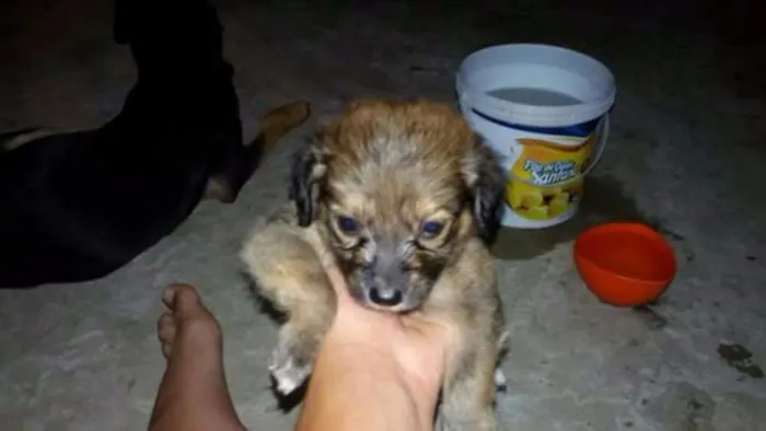 Cachorro ra a  idade Abaixo de 2 meses nome (Não tem nome)