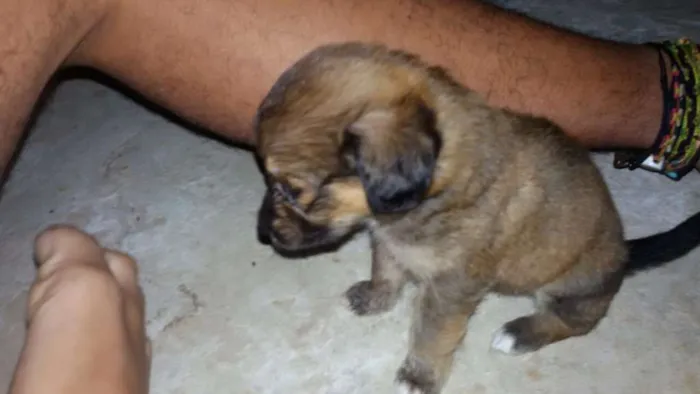 Cachorro ra a  idade Abaixo de 2 meses nome (Não tem nome)