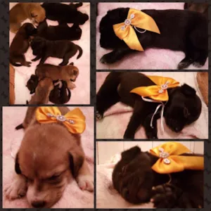 Cachorro raça SRV ou VL idade Abaixo de 2 meses nome Sem nome