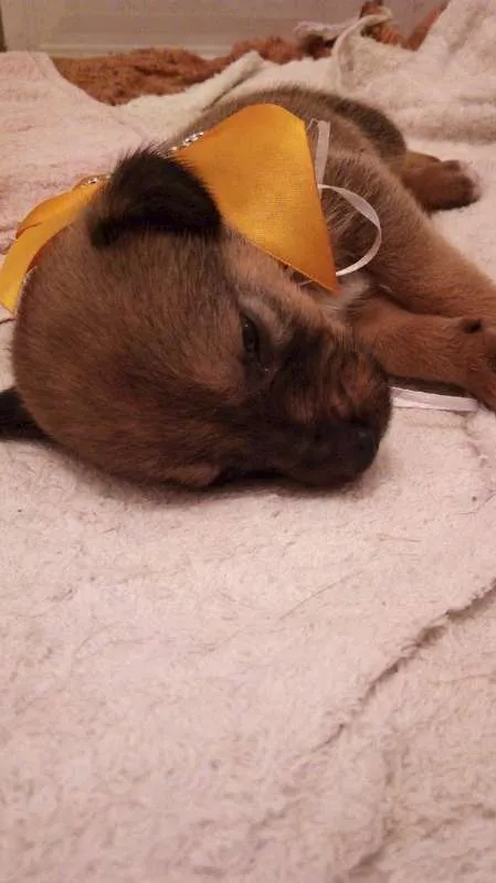 Cachorro ra a SRV ou VL idade Abaixo de 2 meses nome Sem nome