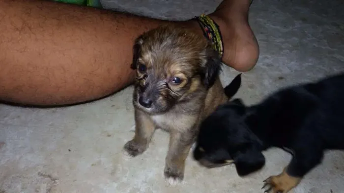 Cachorro ra a  idade Abaixo de 2 meses nome (Não tem nome)
