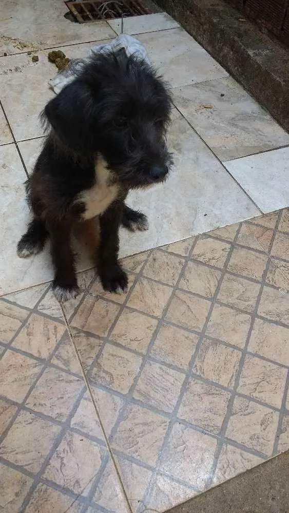 Cachorro raça Viralata idade 2 a 6 meses nome Skyle