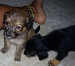 Cachorro raça  idade Abaixo de 2 meses nome (Não tem nome)