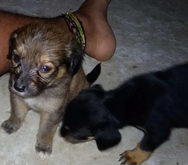 Cachorro ra a  idade Abaixo de 2 meses nome (Não tem nome)