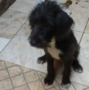 Cachorro raça Viralata idade 2 a 6 meses nome Skyle