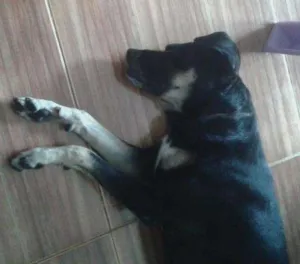 Cachorro raça sem raça definida idade  nome ainda sem nome