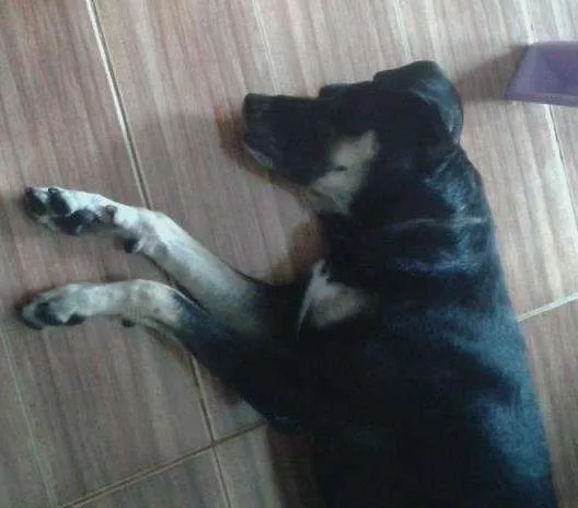 Cachorro ra a sem raça definida idade  nome ainda sem nome