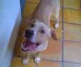 Cachorro raça SRD idade 2 anos nome não sei o nome