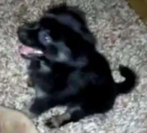 Cachorro raça Viralata  idade 2 a 6 meses nome Eron