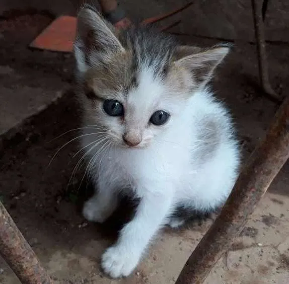 Gato ra a mestiço idade 2 a 6 meses nome Sem nome