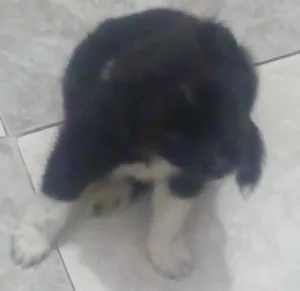 Cachorro raça  idade Abaixo de 2 meses nome Ted