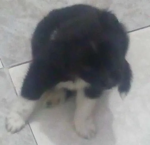 Cachorro ra a  idade Abaixo de 2 meses nome Ted