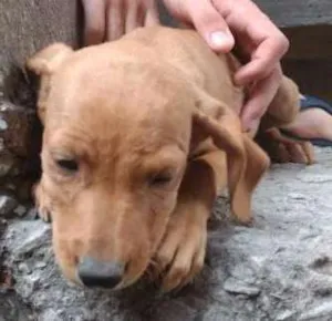Cachorro raça Labrador idade 2 a 6 meses nome Vários