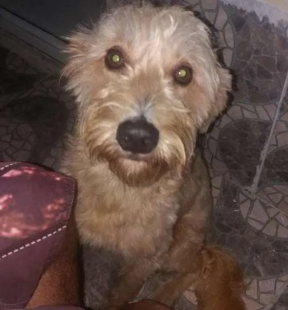 Cachorro ra a Indefinida idade 3 anos nome Bento
