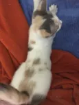 Penélope 